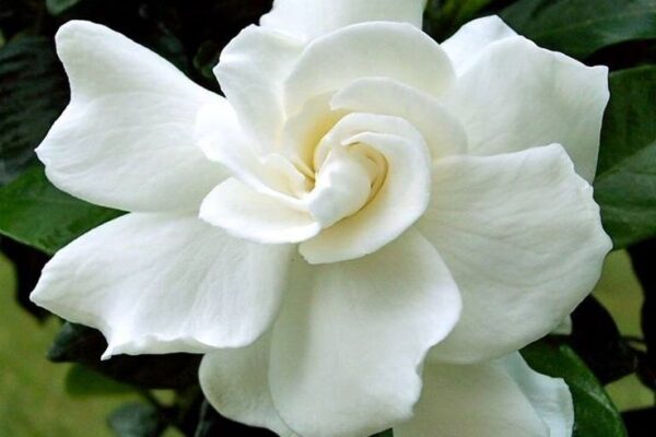 Dr Françoise BAUSSIN-RABOUIN