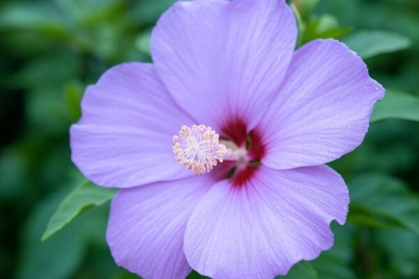 Dr Pierre-André CAZAUBIEL